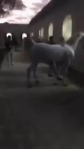 Here is one more sign from Allah which tells that the Quran is the only book that knows the mysteries of mankind,universe and beyond.                    Surah Al-Aadiyat. #surah #horses #sparks #truth #sign #truebeliever #allahscreation #arabic #quran #peace #islamic_video 