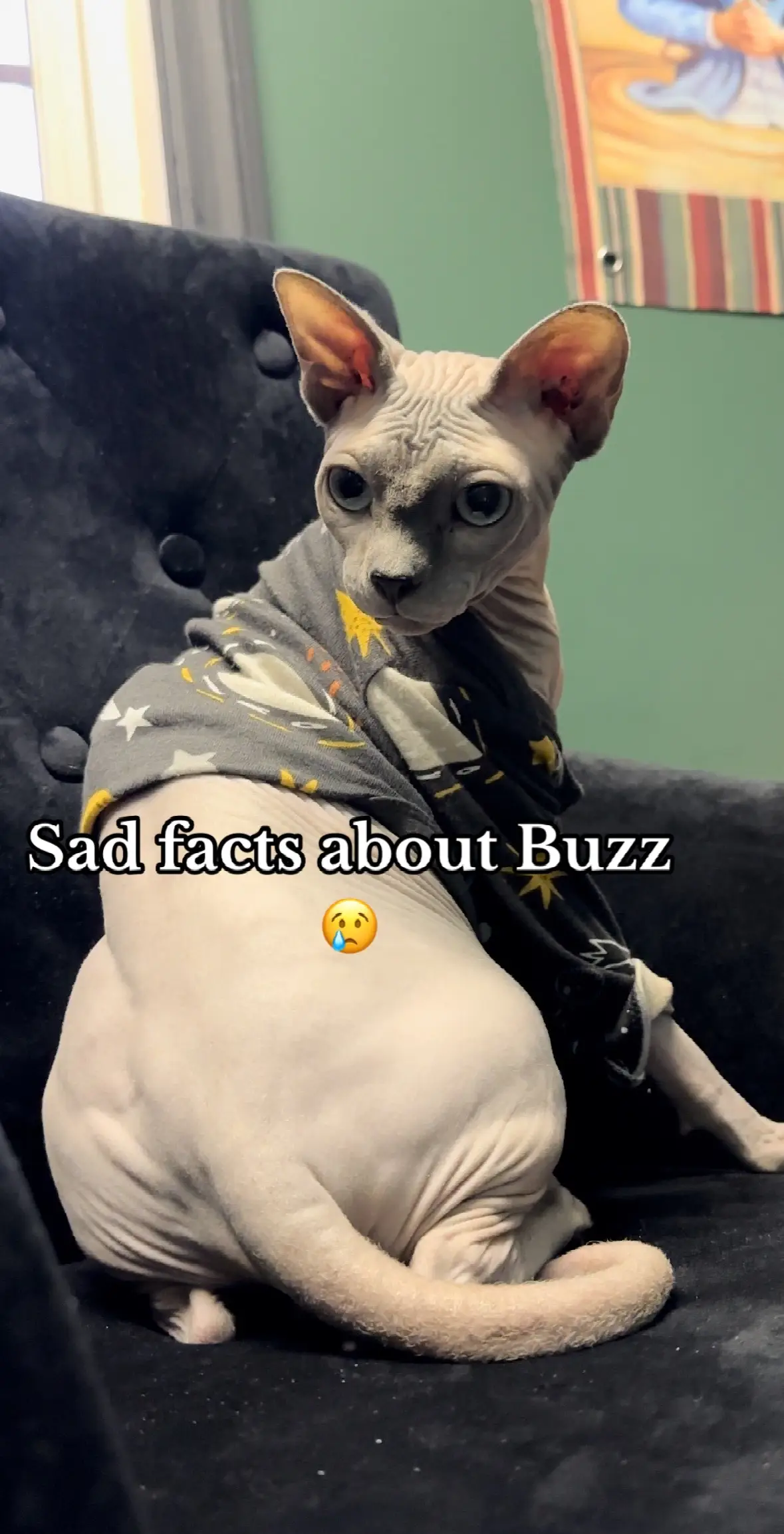 Chef Gusteau and Remy lied not everyone can cook😢🔪🐀#cats #catsoftiktok #sphynx #cat #kitty #ratatouille 