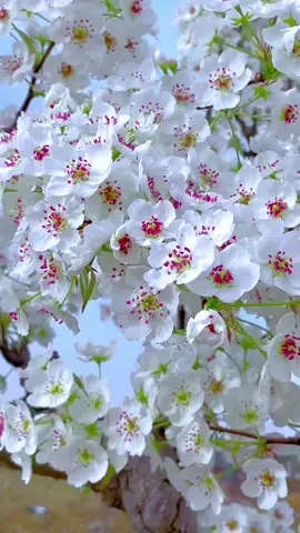 #flowers #beuatifulflowers #foryou #tiktok #scenery #homedecoration #dailyvlog #trending #beautifulview #beautifulview #plants #fyp #whiteflowers 
