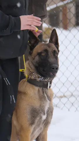 Luna our fur missle 🚀 #k9 #shieldk9 #germanshepherdsoftiktok #protection #IGP #shutzhund #fyp #fypシ゚viral #malinois #furmissle #gooddog 