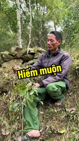 Cây này đứt dễ thì không sinh được con. #thaoduoc #thaoduocdantoc #thaoduocdantoccaolan #LearnOnTikTok #chuthanhthaoduocdongbac 