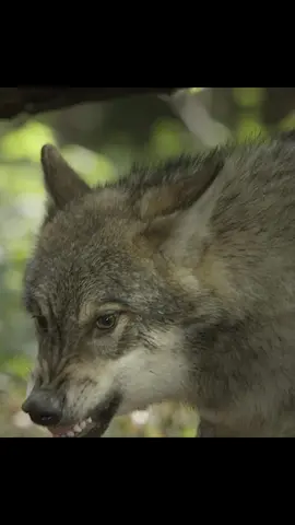 #Let nature tell stories, a wonderful way of recording. I have never felt such a strong sense of immersion in nature documentaries, as if I have become a shapeshifter, a green prophet, and see the seasons in their eyes changing so much
