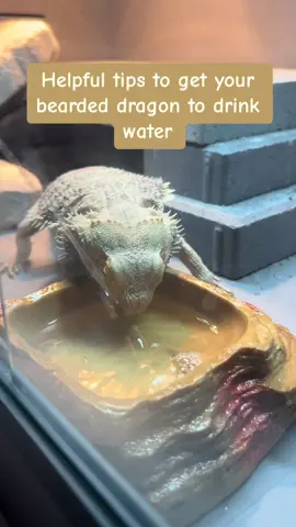 Does your bearded dragon not drink enough water? #fyp #foryoupage #reptileslover #beardeddragon #buddythebeadeddragon #reptiles 