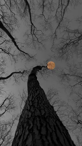 #moon #trees #blacktree #deadtree 