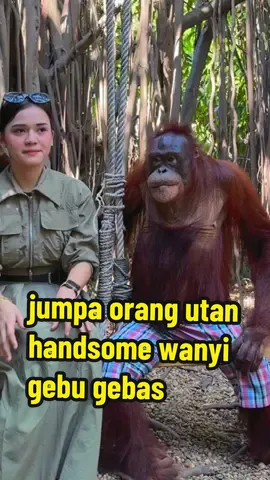 safari park bangkok zoo meet the orang utans 🦧🦧 dia wangi gila tau ! i kesian kat dia i rasa dia macam kena paksa tapi i nak jugak amik video dengan dia kena bayar ek 500 bath tau ! semua kena bayar kalau nak masuk zoo ni kena bayar semua benda takde free mahal tau hahah #orangutan #zoo #safari #safaripark #safariworldbangkok #safariworld #bangkokthailand #zoo #safariworld #animal #binatang 
