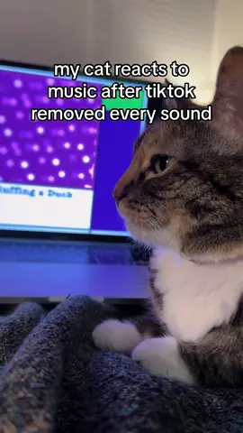 this one hit different 😭🔥🙏🏼 in all seriousness please give us our music back #cats #hiphop #rap #raptok #umg #pop #rnb #cat #catsoftiktok 