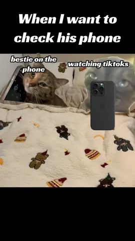 When I want to check his phone #cat #catmemes #Relationship #relateable #fyp 