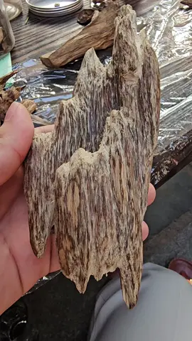 Cảnh kiến Trầm Hương siêu thơm. Đẹp cứng đanh chắc #tramhuongtunhien #tramhuong #agarwood #tramhuongthiennhien 