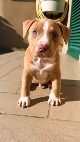 1 month #foryou #dog #puppy #pitbullsoftiktok #perte #blueeyes #babypitbull #neipertee 