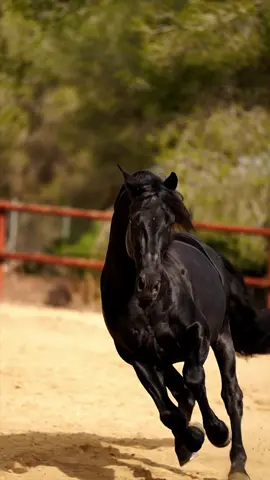 🖤KARIBE DE CRIS 🖤  “No existe belleza más pura que la nobleza. Ni carácter más imponente que la lealtad.“   Semental de Pura Raza Española para criar y doma clásica de capa Negro Azabache 🎩 Criado por @yeguadacrisludi  Propiedad de @anettmutert  . . . . #pre #prestallion #prehorse #stallion #prehorsesfordressage #dressage #equine #equestrianphotography #equestrianinfluencer #pferd #caballoespañol