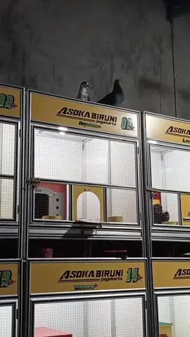 sek manut Yo le cah bagus#merpatibalapindonesia #merpatikolongbebas ##merpatikolong #merpatikolongjogja #ppmky #merpatikplongtemanggung #merpatikolongmejaa 