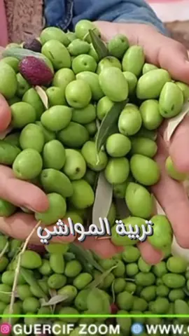 Ig:iimanebel48 وصلوني ل 100k ف انستا🥺❤️#تافوغالت #جرسيف77 #جرسيف😍😍😍اكسبلور #جرسيف #guersif77 #explor 