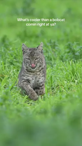It’s hard to beat a wild@bobcat coming right at you!  How cool is this cat 😎. Gotta dry those paws off too!  #fyp #foryou #foryoupage #video #photography #outside #Outdoors #wildlifephotography #wildlife #nature #adventure #slowmo #bobcat #wildcat