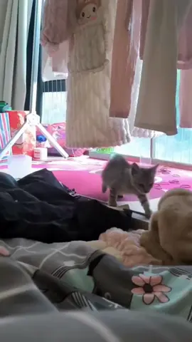 #catmemes #catsoftiktok #cats 