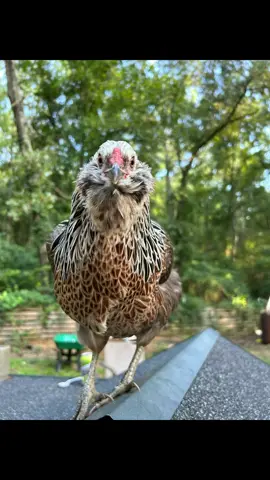 #likeandfollow #homesteading #chickenkeeping #raisingchickens #weselleggsandchicks 