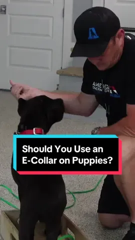 Should You Use an E-Collar on Puppies? #dog #dogs #puppy #puppies #doglover #ecollar #ecollartraining #fyp 