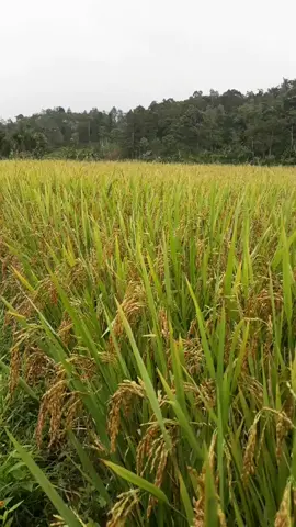 Bagian 61. Suasana pesawahan cikahir padi menguning. #sawah #padi #cirinten #pedesaan #perkampungan #cirinten #lebakbanten #aapakidulan 