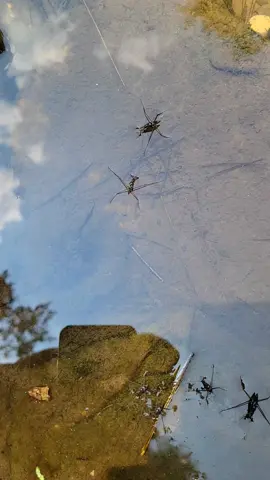 Water Striders or sometimes called Jesus Bug because they can walk on water. #water #waterstrider #cool #fyp #foryou #fishing #swimming #camping #Hiking #trending #nature #naturelover #park #wisconsinstateparks #Outdoors #adventure 