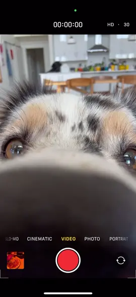 ✨boop✨👀 Promise’s first time playing around with the camera ❤️🙈 #dogs #dogsoftiktok #australianshepherd #aussie #boop 