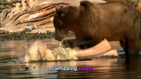 #GrayBear#animal #animals 