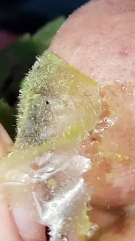 Seru banget liat komedo ke angkat maksimal😁Jangan suka mencetin komedo yah,pakai masker gelatin ini deh, nampol! #komedo #dearupmasker #maskergelatin #maskerkomedo 