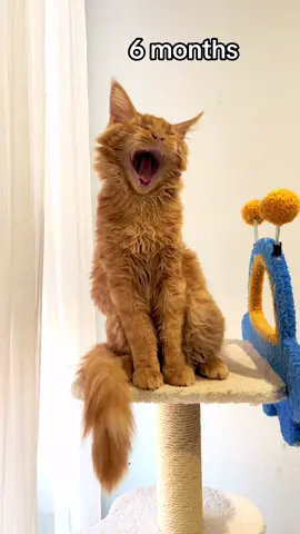 Mars the mainecoon is 6 months 🥹 #cattransformation #sixmonthsold #catsoftiktok #mainecoon #mainecooncats #mainecoonkitten #fyp #cat #meow #bigkitty #catmom #PetsOfTikTok  #MaineCoonsofTikTok #CatTok #CatLover #OrangeCat #kittens #funnycat #trending #kittengrowingup #adorablekitten 