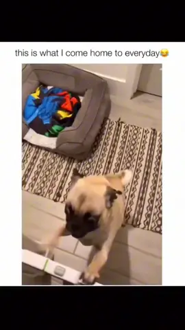 Funny and cute dog compilation 🤣🤣🥰... #funnydog #funnypet #cutedog #dogsoftiktok #doglover #dog 