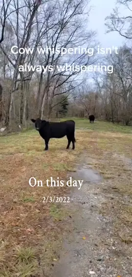 the joys of running cattle #onthisday #cows #cattle #angus #bull #heifer #livestock #cowboy 