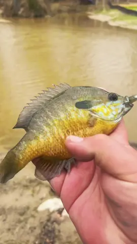 Replying to @ZaWaldo first fish first meal part 265 @Dan-O’s Seasoning  #dontbesalty #danospartner #freestylecooking #fyp #catchcleancook #beardedfisherman #fishing #fish 