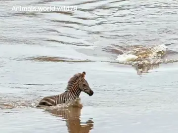#animals #animalsworld #animalsnew #wildlife #tiktok #viral #foryou #Trending #xuhuongtiktok #wildanimal #xh #fyp #wildlife #viraltiktok #foryoupage #zepra