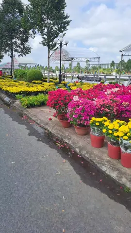 Chợ hoa Tết Thành phố Vị Thanh #hậugiang95 #vịthanh #tết2024 