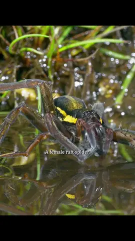 😲😲😲what a great spider.#tiktok #animals #foryou #fyp #animalsworld #spider 