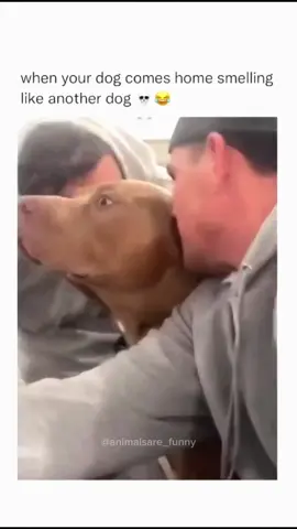 The last dog…😂 #dog #funnydog #catsoftiktok #funnyanimals #funnypets #fyp #foryou #viral 