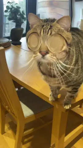 Most filters don’t work on Dmitri so I was pleasantly suprised 🤭 #blindcat #catsoftiktok 