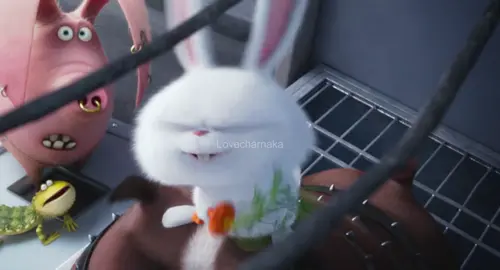 Charlotte Austin Charlotte Austin 🐰#ชาล็อตออสติน #CharlotteAustin #Snowball 