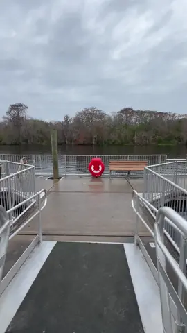 Massive alligator #huge #gigantic #gator #helicopter ##caution##restrictedarea##waterfront##rope