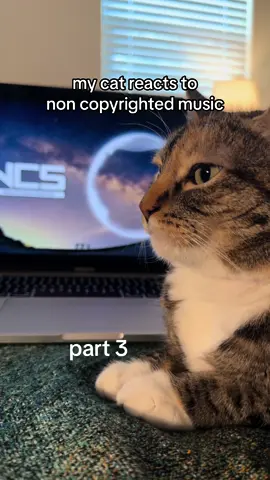 i think i just found her favorite genre of music 😭😭 non copyrighted sounds 🔥 #cats #hiphop #rap #raptok #cat #catsoftiktok #pop #fyp