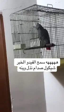 #الشعب_الصيني_ماله_حل😂😂 #كاسكو_متكلم #ببجي_موبايل #بلبل_عراقي_ابيض_الخدين #ولايه_بطيخ #مشاهير_تيك_توك 