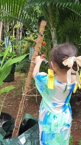 Hi besties, hari ini Dolly panen tomat loh!! 🍅🍅 #gardening #garden #sayur  #harvesting #tomato #berkebun #berkebundirumah  #belajar #nature #naturelovers #organic #gardeninglife #sayur