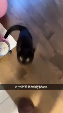 🤣🤣🤣😿😿😿 #cat #cats #cutecat #catlover #catsoftiktok #fyp #foryou #foryoupage #funny #fypシ #funnycat #funnyvideos #funnytiktok #funnyanimals #kitty 
