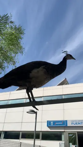 #madrid #spain #españa #spain🇪🇸 #travel #traveltiktok 