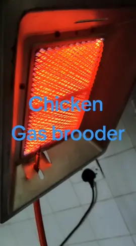 Brooding involves rearing baby chicks as newly hatched chicks do not fully develop the thermo-regulatory mechanism and homeostasis. Thus, it is often difficult to maintain the body temperature properly for the first few weeks of life-as birds might be subjected to chilling if not properly introduced to a regulated heat source. Brooding can be classified into natural and artificial brooding.#trending #tread #pourtry #poutryfarmers #nigriea @ayprofem @Agriculture&young @FarmsEquipment Nigeria 