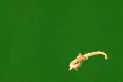 Rồng nền xanh #green background video#green #rong 