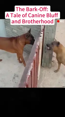 The Bark-Off:A Tale of Canine Bluff and BrotherhoodREC #foryou #fyp #foryoupage #tiktok #animalsoftiktok #amazing #interesting #dog 