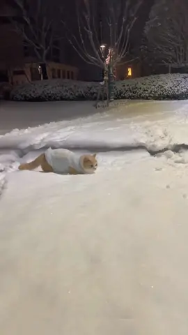 hey its snowing..#fyp #cats 