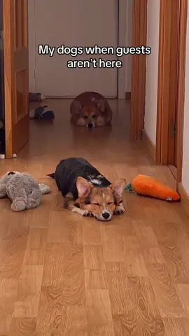 Put on a show for the guests😂 #dog #corgi #animal #cute #lovecorgi #corgipuppy #humor #fyp #recomendations 