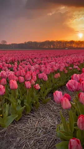 Heaven—tulip fields of the Netherlands  #tulips #nature #netherlands  #flowers #flowergarden #tulipseason #tulpen #spring #sunset #sunsetlovers #fyp #foryoupage #foryourpage #explore 