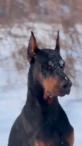 The Doberman a Majestic breed of Dog 😁🤩 - Double Tap ♥️  - Share - Follow - ⚡️ @dobermanofworld ⚡️ . . Video Credits: 🎥 @doberman_angel___  #doberman #dobermanpinscher #dobermanpride #dobermanpuppy #dobermanlove #dobermaninstagram #dobermansofinstagram #dobermann #dobermanlover #dobermanpinschers #dobermanlife #dobermandogs #dobermanpuppies #dobermanlovers #dobermaninfinity #dobermans #dobermanclub #dobermandogs_feature #dobermanofinstagram #dobermanpincher #dobermansofig #doberman_pinschers #dobermanlovely #doberman_featured #dobermanmom #doberman_instagram #dog #dogsofinstagram #doglover #dogs