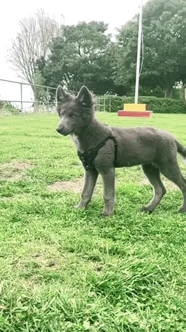 #blue #bay #shepard 😍