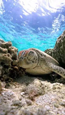 This green turtle (Chelonia mydas) is definitely feeling the mid-week lull. Green turtles can sleep floating at the ocean's surface when in deep waters or wedged under rocks in nearshore waters. Hatchlings typically sleep floating on the surface and will have their front flippers folded over the top of their backs. 🎥 @umigamega_suki #ausgeo #seeaustralia #nature #wildlife #sealife #turtle #ocean #beach #naturephotography #underwaterphotography #scuba #exploremoreoutdoors